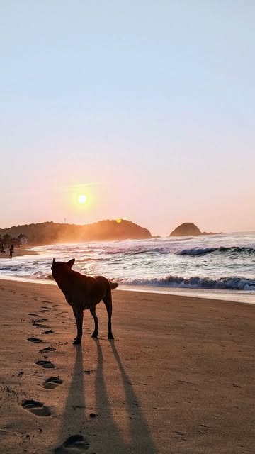 Dog silhouette at sunset on the beach, Huatulco Oaxaca