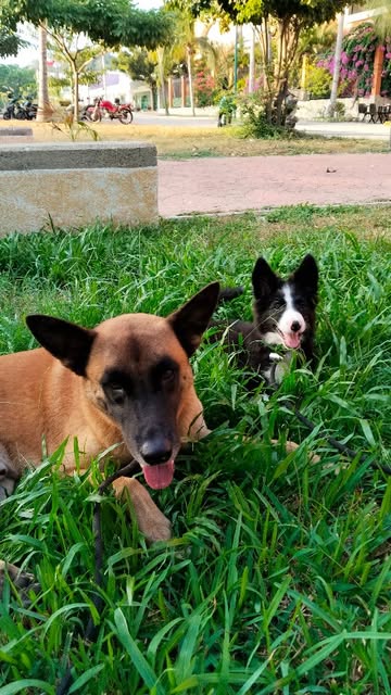 Two dogs socializing calmly together in the grass